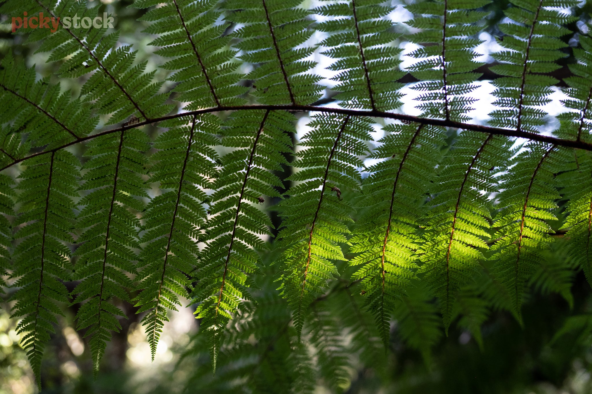 Looking upwards through a silver fern leaf as the light hits part of it. 