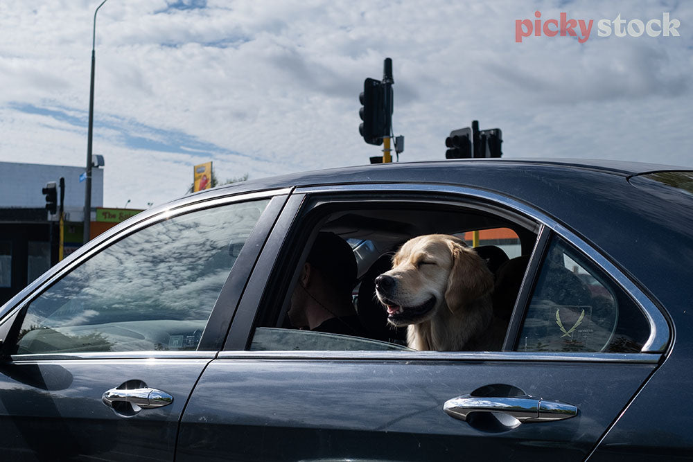 Golden dog in back seat of a blue sedan with head out window. Eyes closed with a smile on face. Traffic lights in background. 