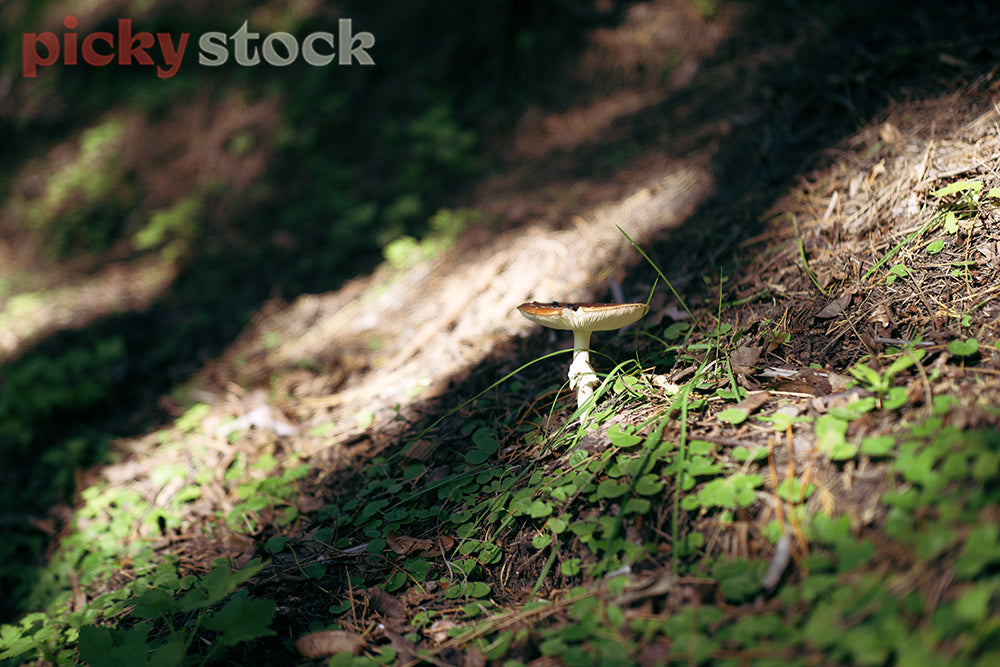 A fly agaric mushroom growing out of a bank. The bank is sparsely covered in clover and grass and in dappled sunlight