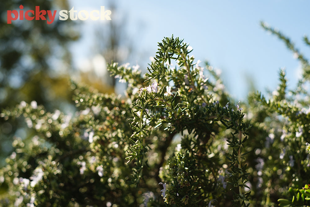 A rosemary bush lit by sunlight. Out of focus in the background is a tree and the blue sky.