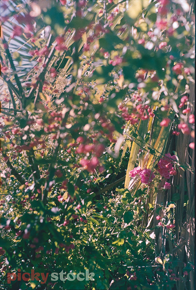 Bushes and flowers - in the foreground, out of focus are some berries. To the right, further back in focus are some pink roses.