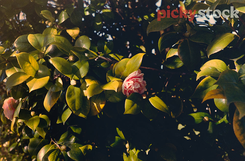 A camellia bush - in the centre of frame is a single pink flower. The bush and its leaves are lit from the left by the light of a sunset.