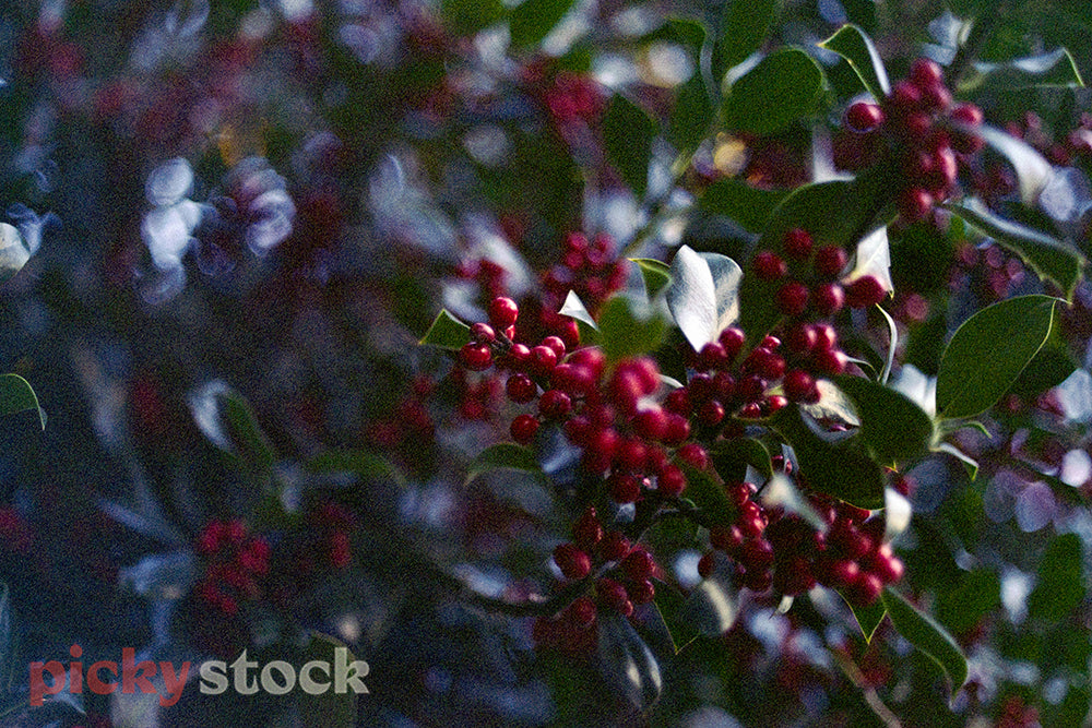 Some rich red berries in a bush.