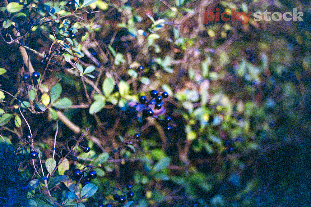 Some dark blue/black berries in a bush.
