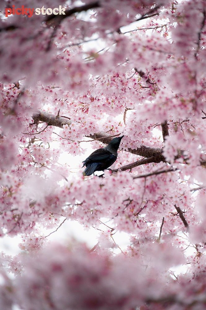 Looking up towards a Tui sitting in a cherry blossom tree 