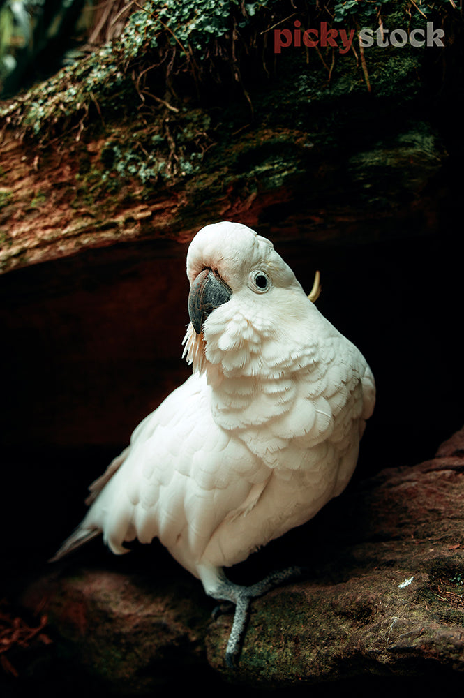 Sulphur crested cockatoo inside a hollow log looking direct to camera. 