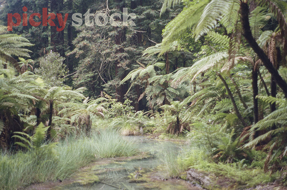 Looking along the stream at native NZ ferns & bush