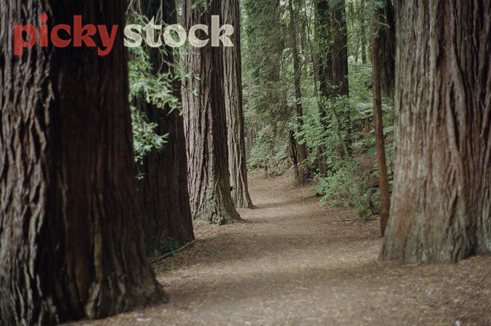 Looking along the path between the Redwood trees in the Redwoods forest. 
