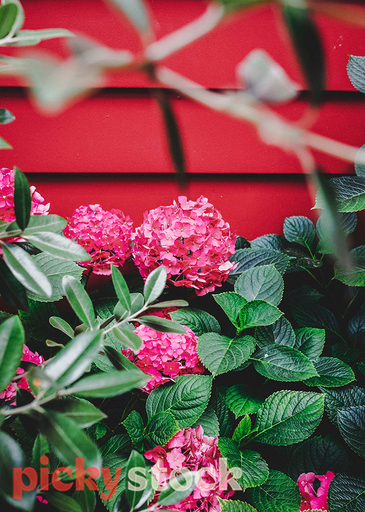 pink hydrangeas against pink villa wall