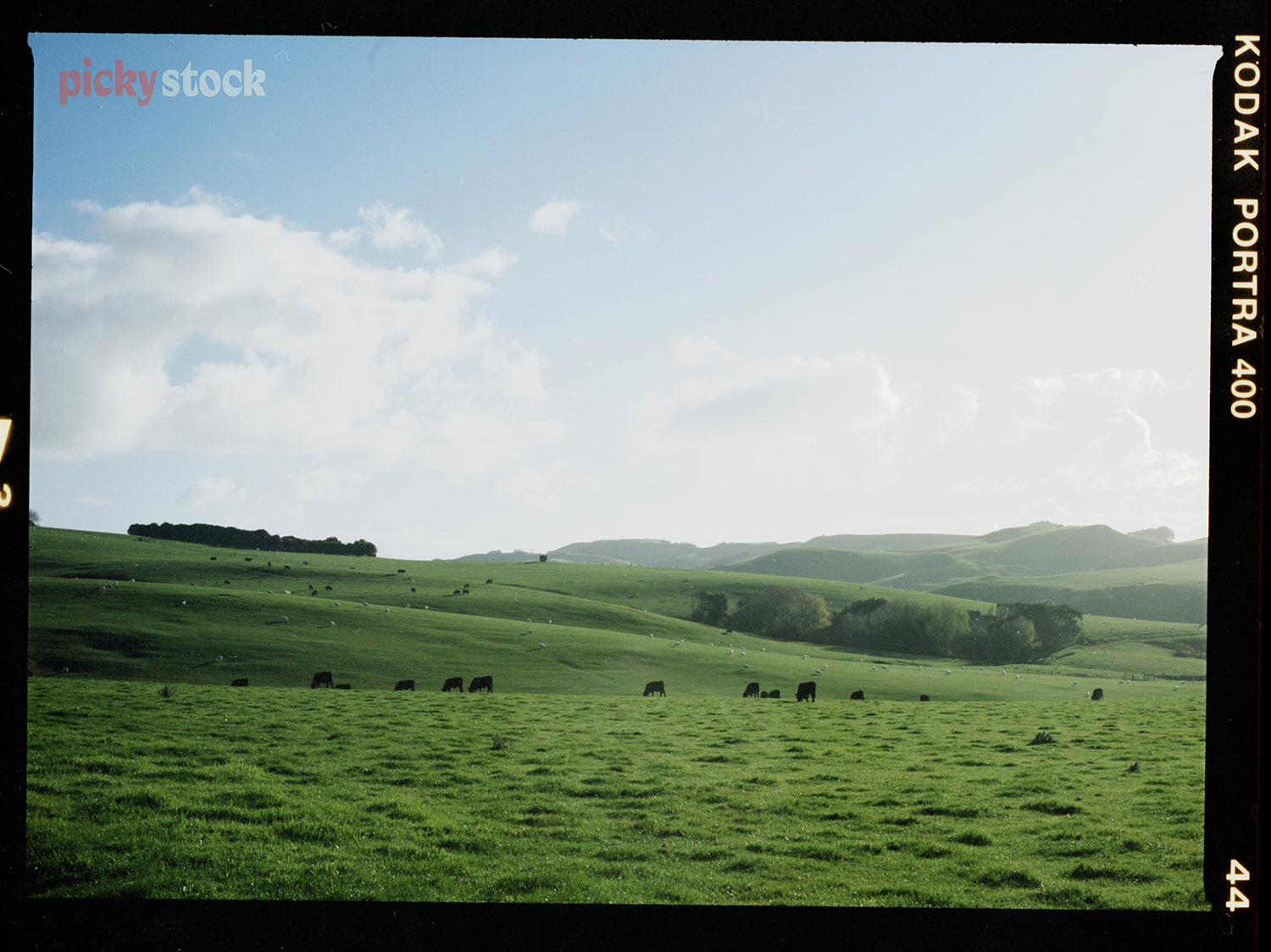 Soft rolling hills near Muriwai, West Auckland, sits against vivid blue skies.