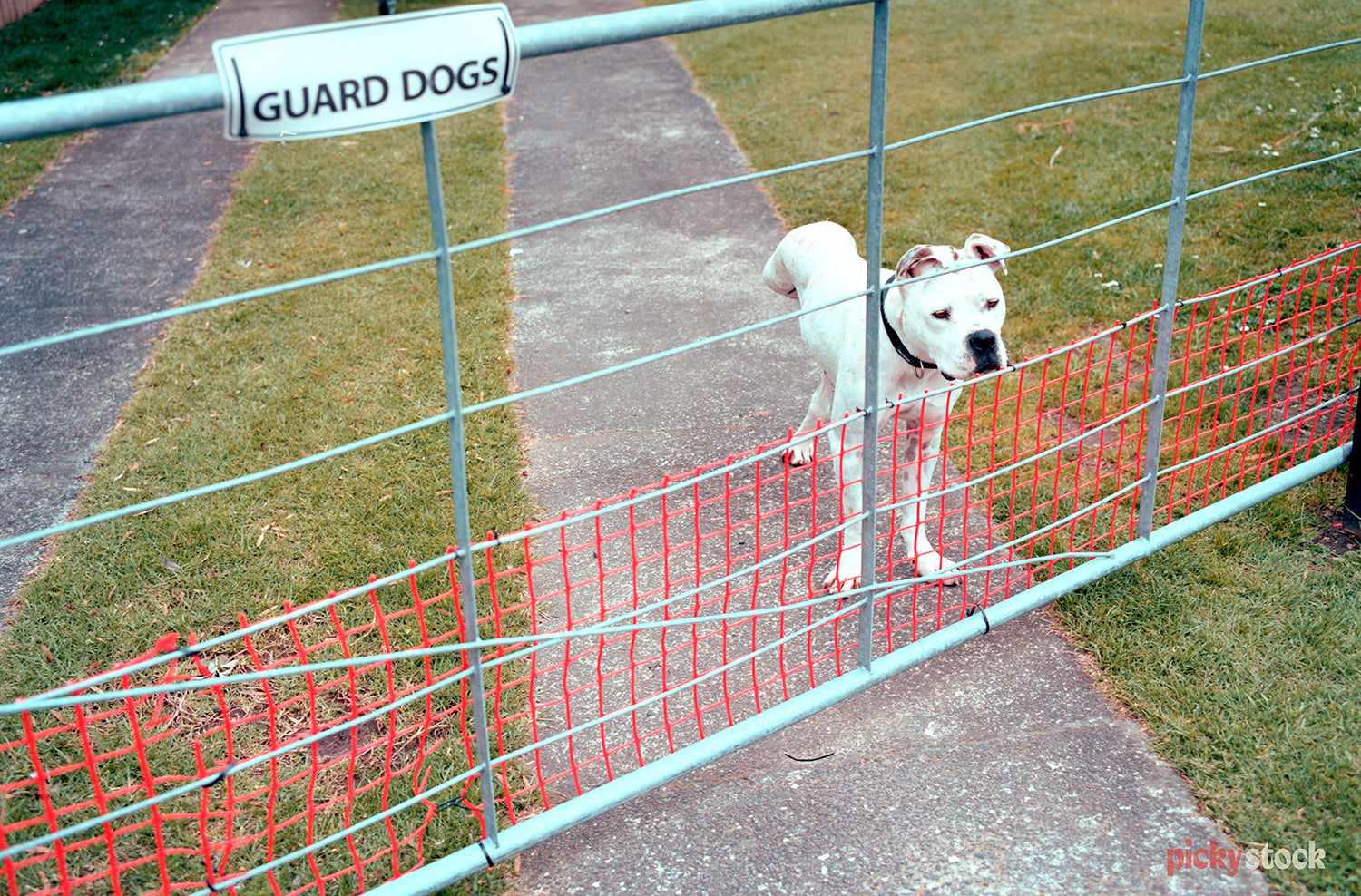 Dog sits behind a thin gate, with the sign "Guard Dogs" taped on to the gate. 