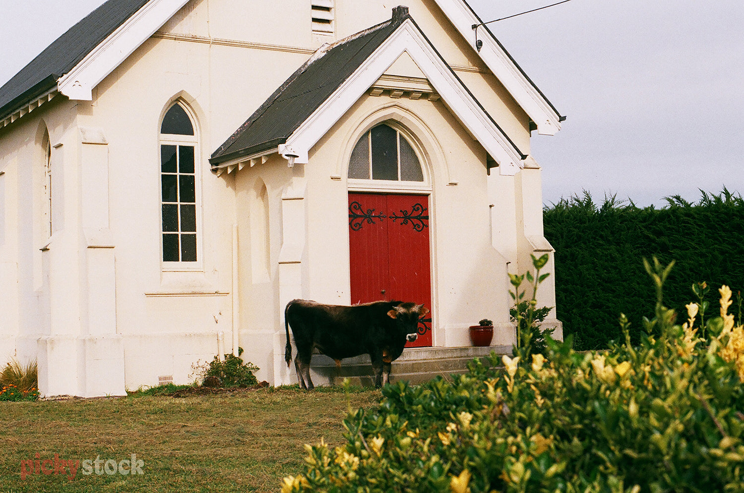 Cow stands in fron of a red and white weatherboard chapel 