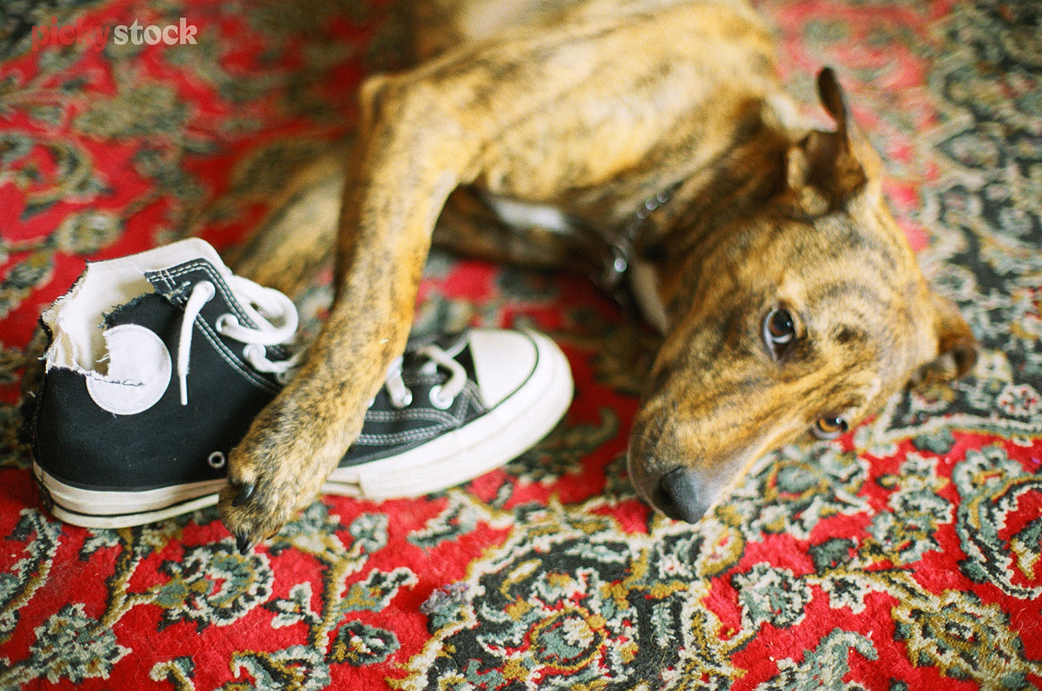 Dog chewing basketball shoes on ornamental rug. 