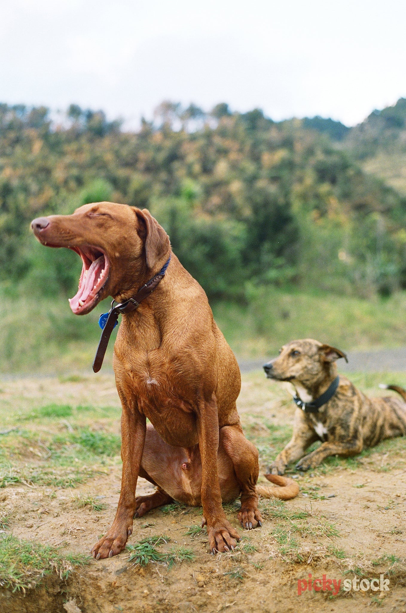 Two dogs sitting on the hill, one yawning. 
