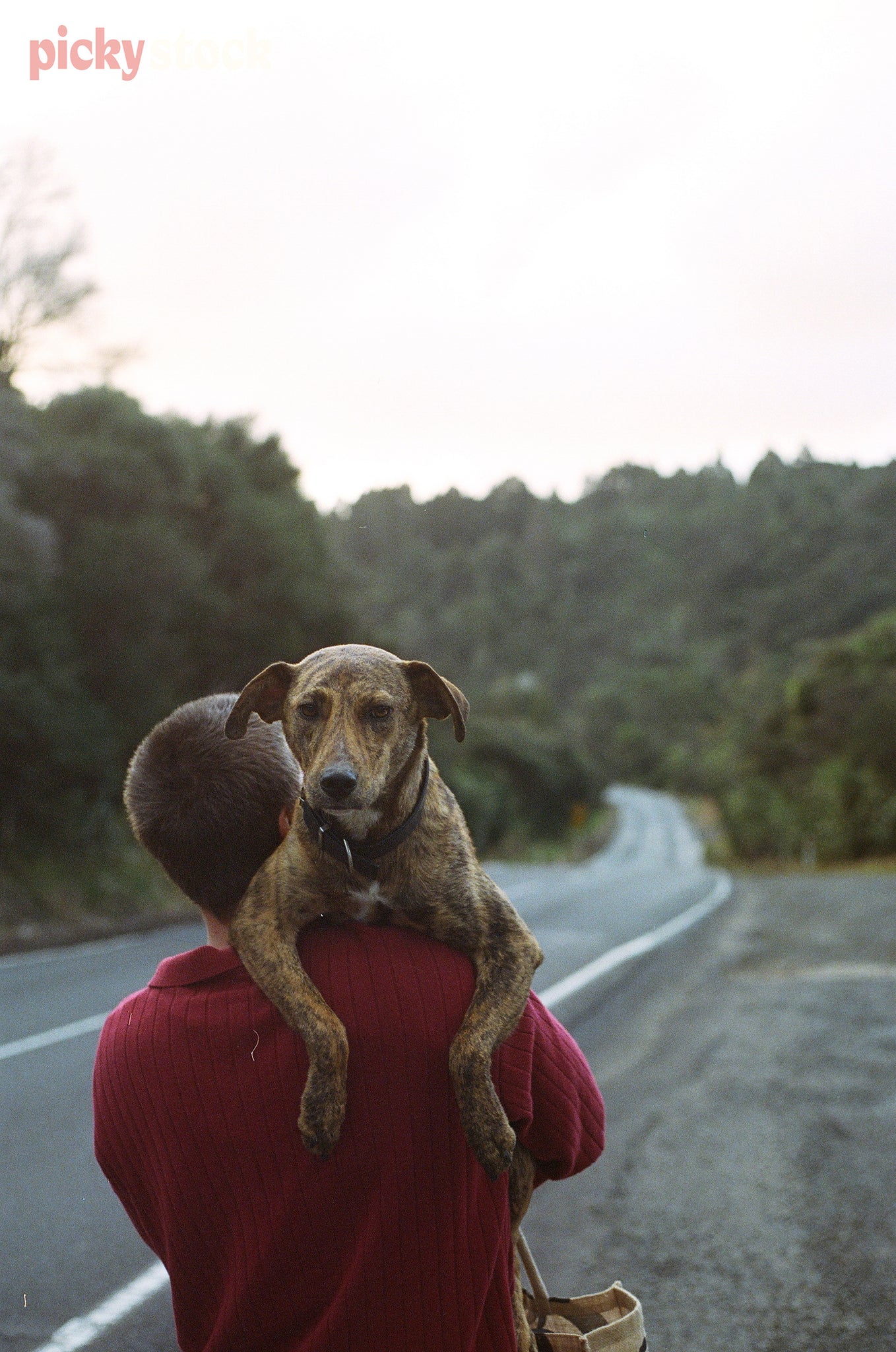 Dog carried over shoulder of man with red jumper, walking along side of open road. 
