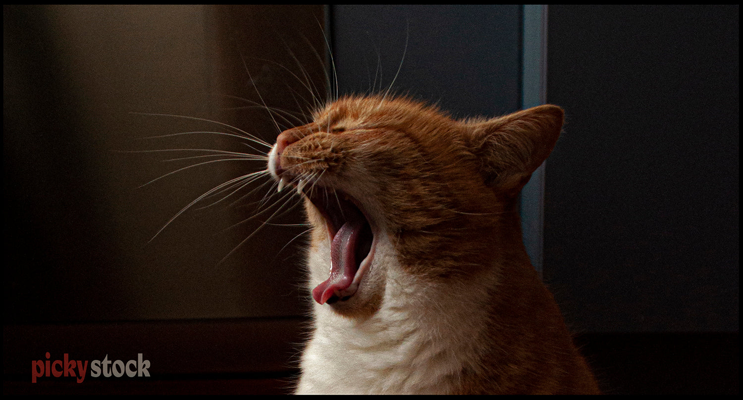 Close up image of a ginger cat yawning. 