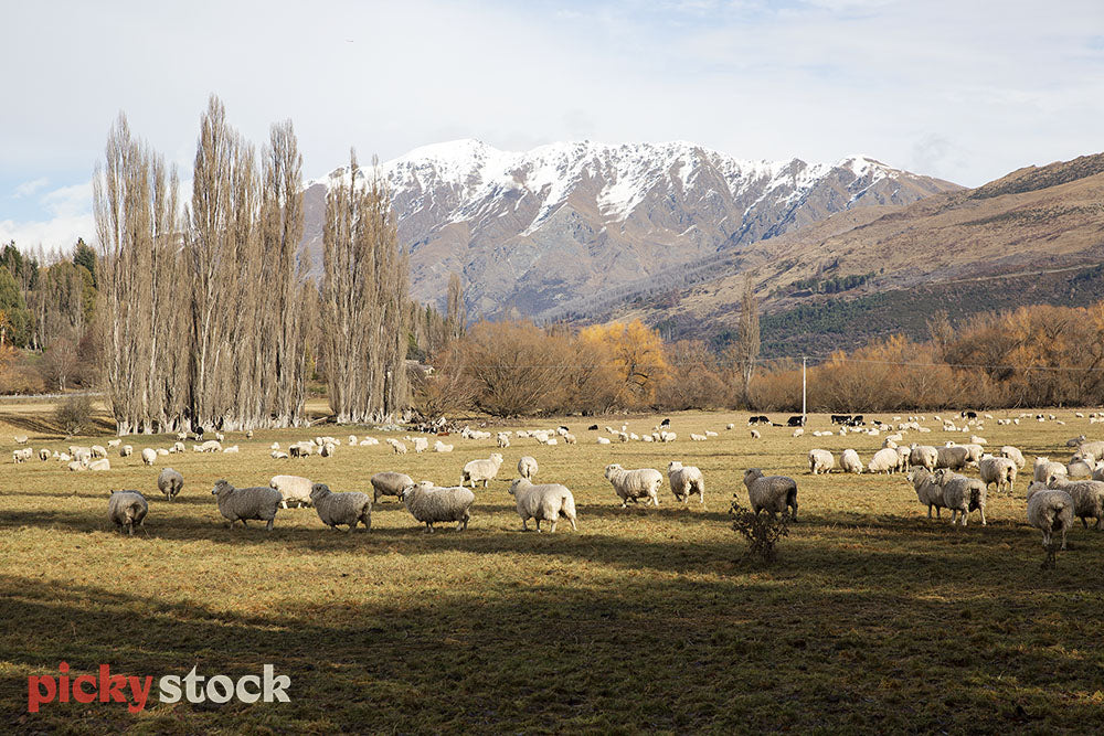 Sheep and views of Coronet Peak