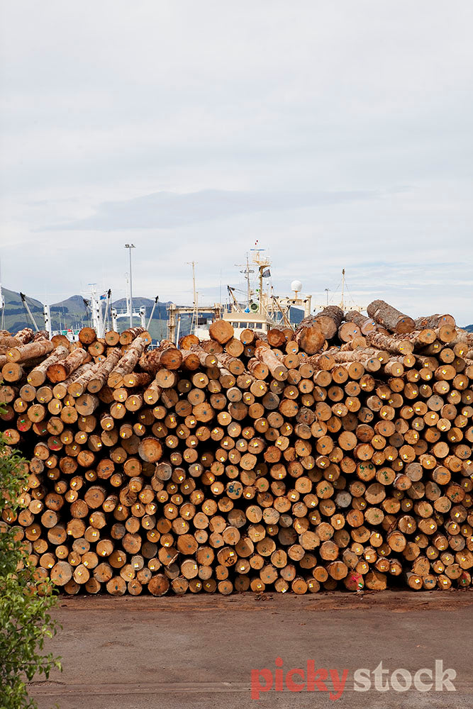 Large stack of pine logs ready for export at port. 