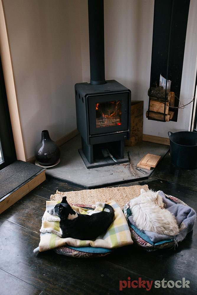 Two small dogs curled up by the fire