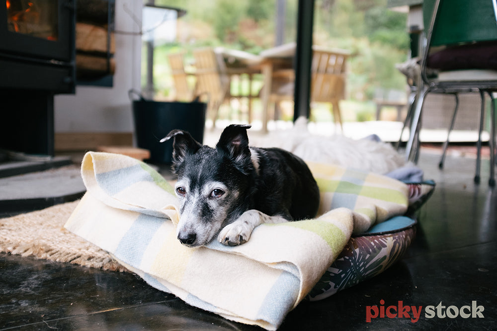 Small dog lying in his bed looking at camera