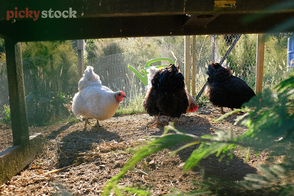 Three chickens in their run