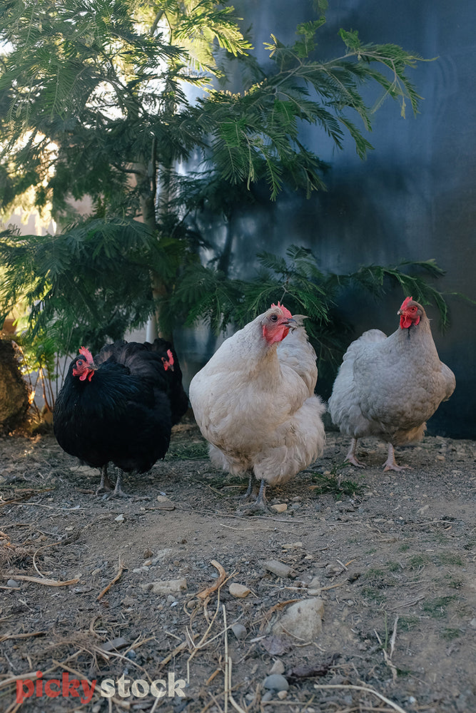 Three chickens in their run