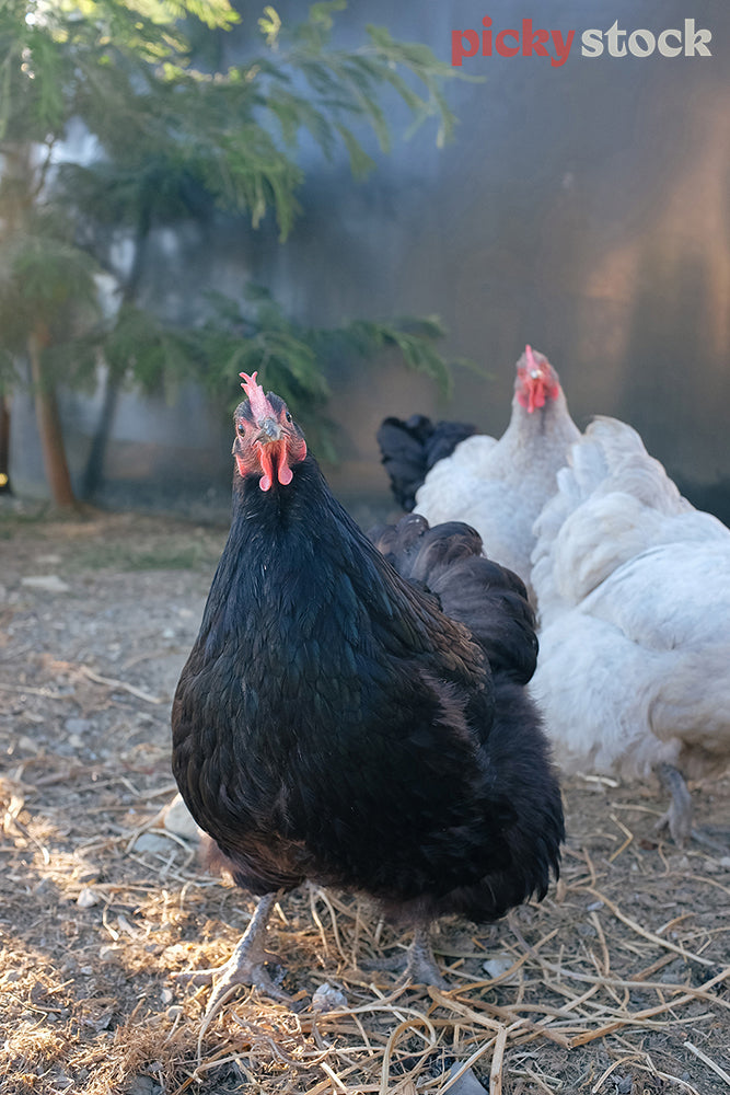 Three chickens in their run and one staring at the camera