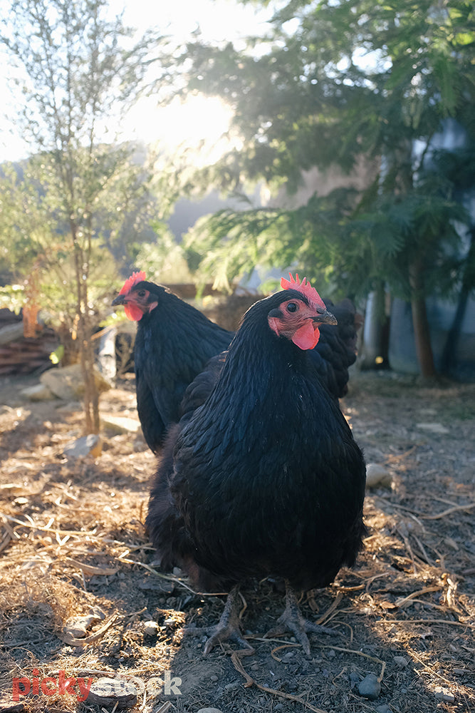 Two chickens in their run looking in opposite directions.