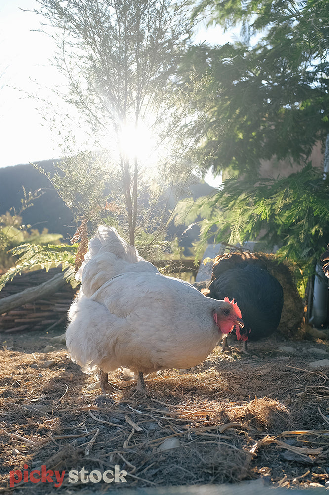 A chicken in it's run with the sun shining behind it