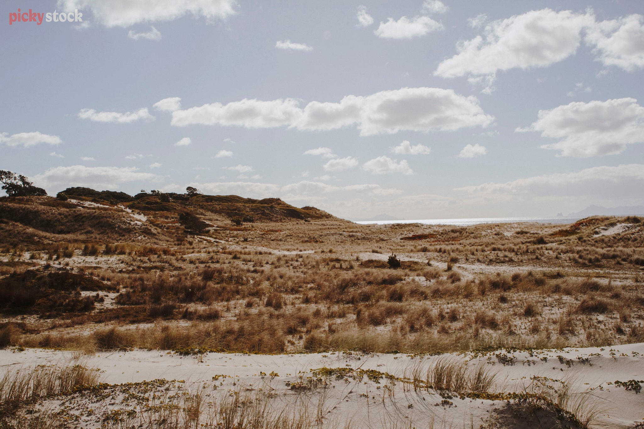 Looking from the sea inland towards the tussock-covered sand dunes on a warm blue and cloudy day. No people in sight. 