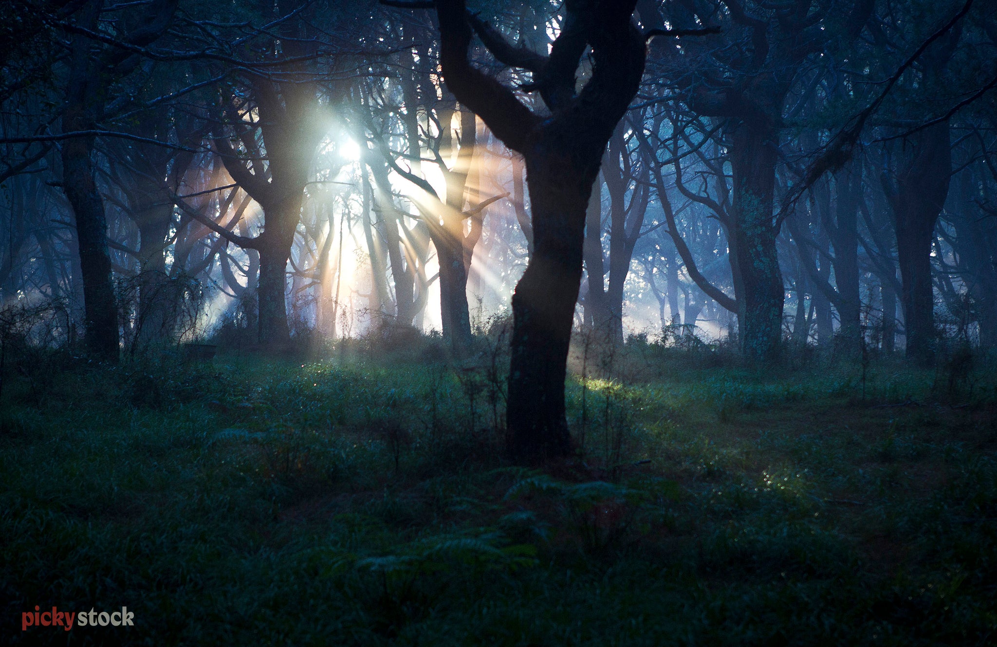 Heavenly etherial image of light peering through the trees of a forest during a dark evening. 