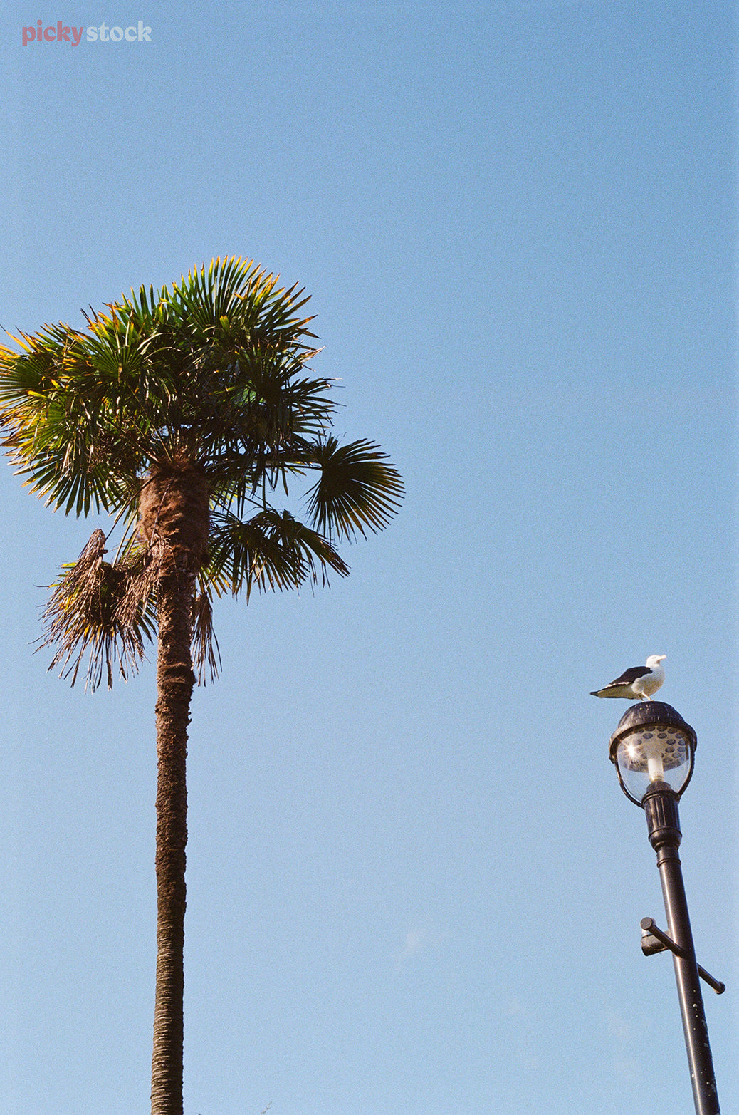 Looking upwards to palmtree with frons on a blue day, next to an old-fashioned street lamp with one seagull perched on top. 