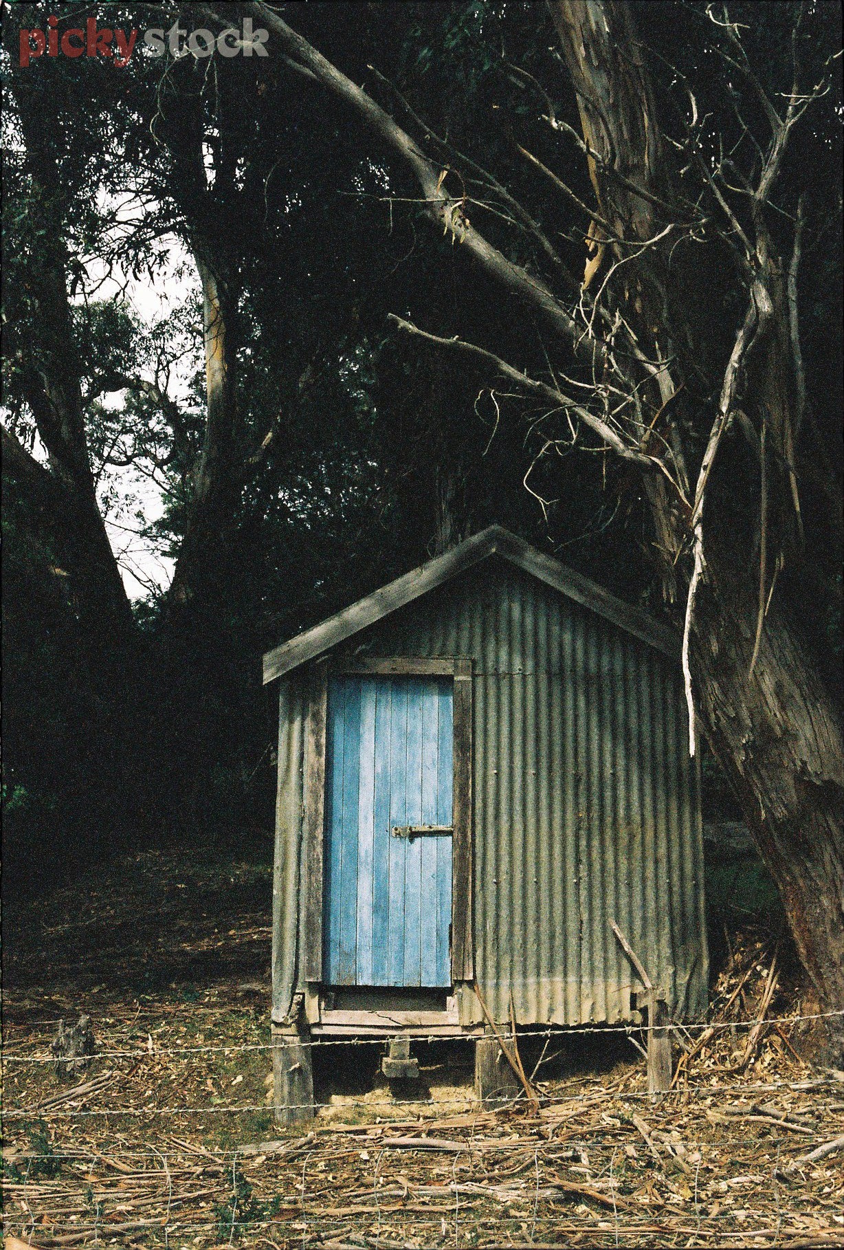 Tiny shed with blue door sits at the edge of a gloomy forest. 