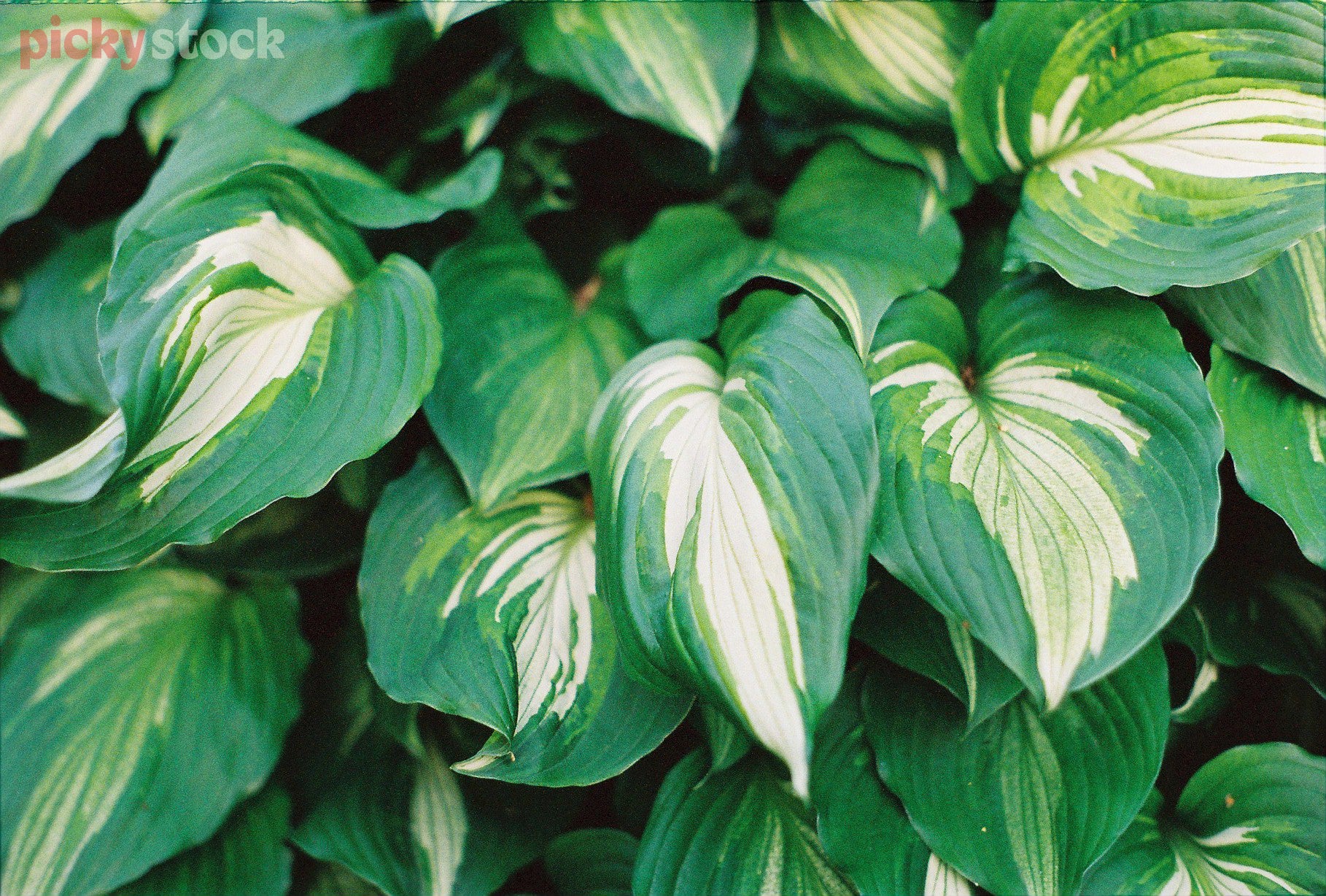 Green and white lined leaves sitting in a garden, creating a textural background pattern. 