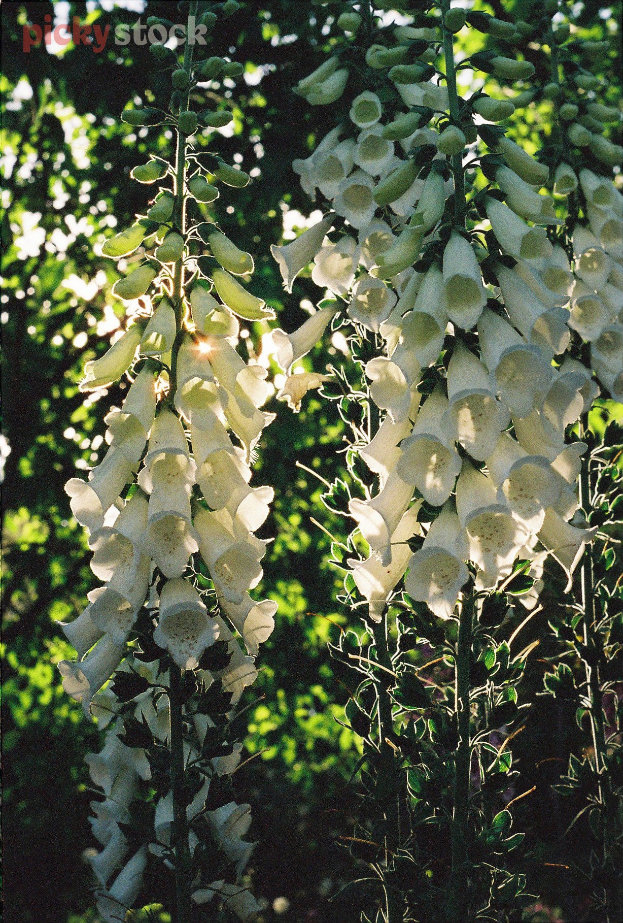 White lupin flowers dangle from the top of a vine. They sit in shadow, with the sun peeking through from behind them, illuminating some of the flowers. 