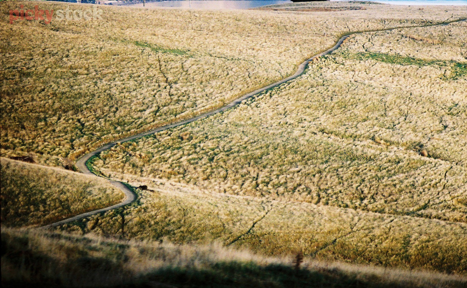 A winding road weaves away through the tussock-style planting out in rural New Zealand. 