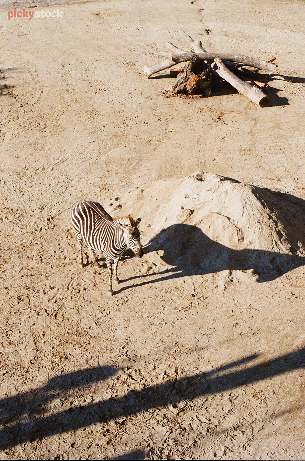 Looking down from a platform to a zebra in a zoo. The enclosure is pretty simplistic, with hard mud ground.
