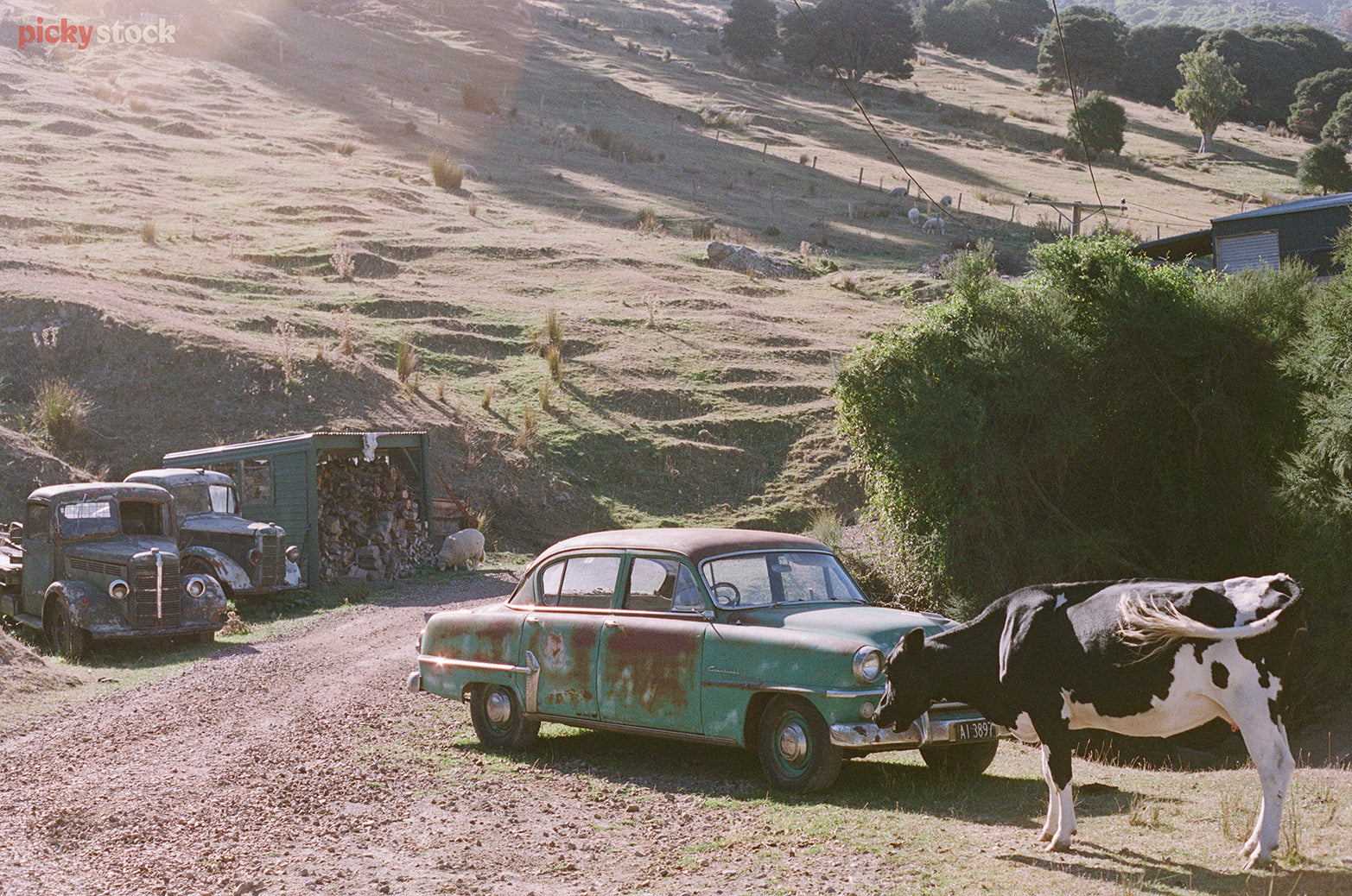 An old rusty beaten up car, sits in an abandoned lot. A black and white cow stands on, graving on the grass beneath the car. 