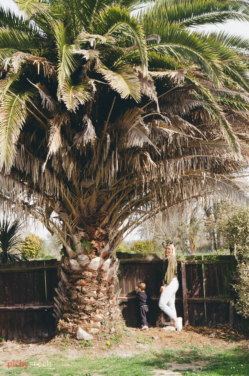 A blonde lady wearing jeans and a nice top laughs as a toddler looks at a large pheonix palm tree. They stand near the back fence behind the tree, of what looks like a backyard. 