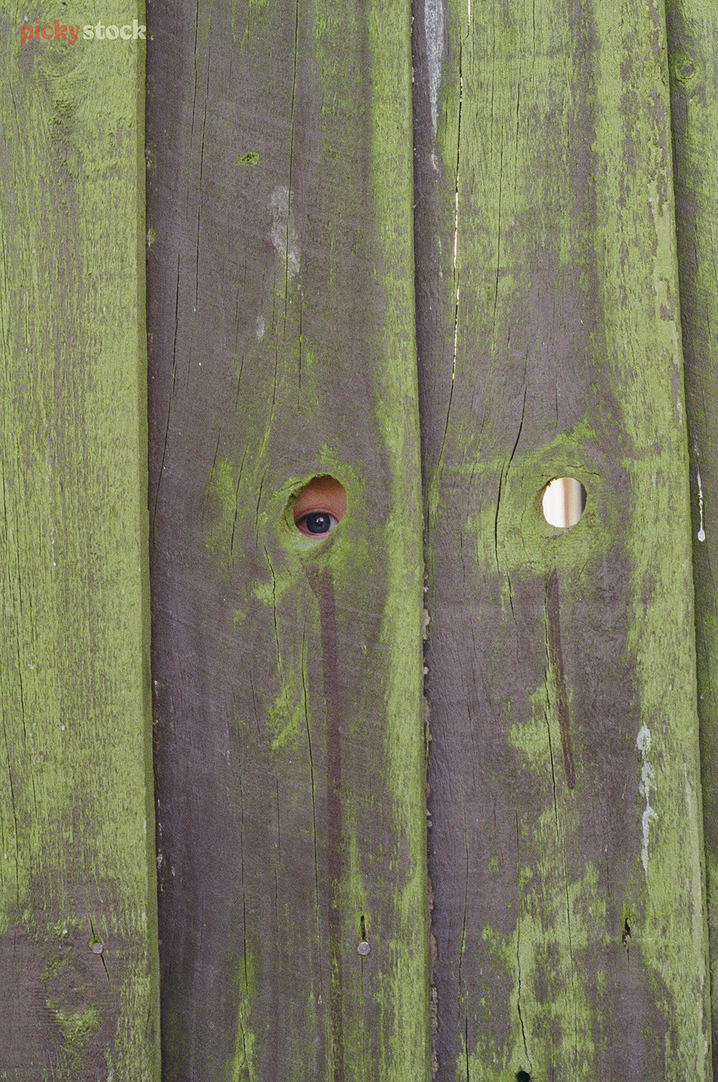 An eye peeks through a tiny hole in a lime-green washed wooden pannelled fence. 