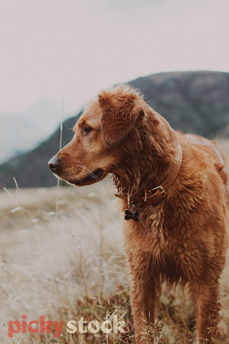 Beautiful profile image of dog in the hills of Arrowtown.