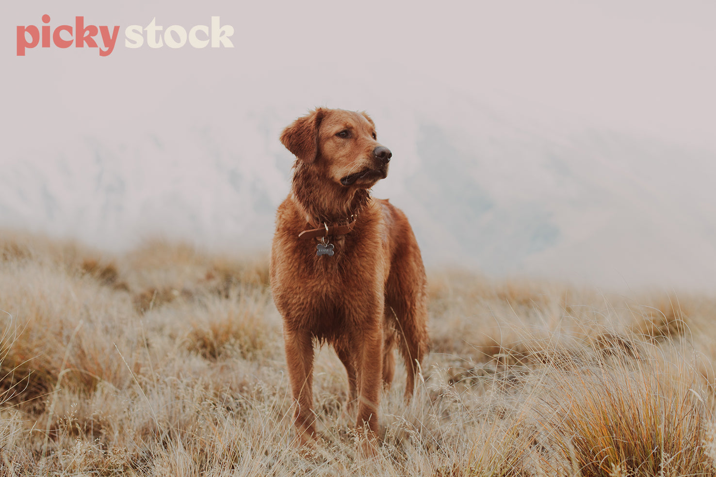 Golden dog, a Retriever Collie cross standing in the middle of frame, against a foggy landscape in the hills of arrowtown. Dog is wearing a collar that says his name is Frankie. 