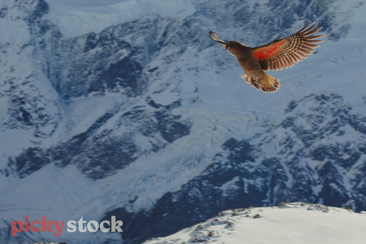 Kea inflight over snowy Mount Cook. Both wings are out.
