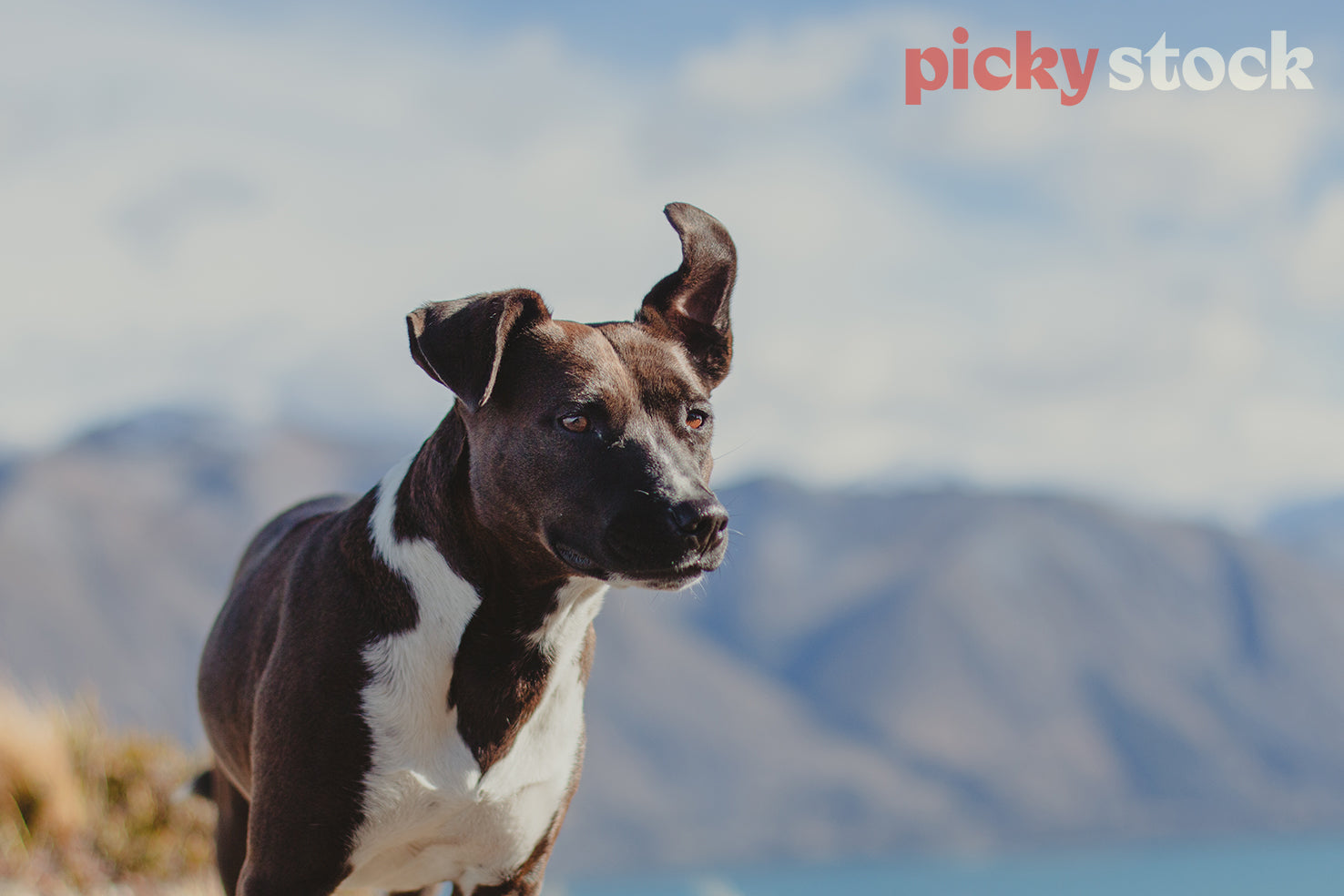 Close up of brown and white Terrier dog standing on ridge the left ear up at the view of Ben Ohau, Canterbury. Background has a blue sky and mountain out of focus. Dog is looking off camera slightly