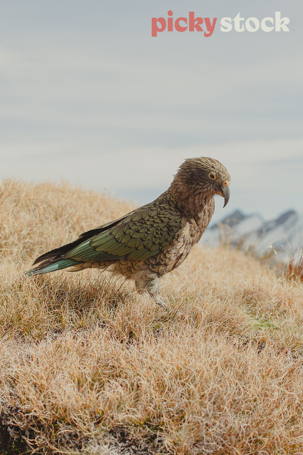 Full profile of NZ native Kea parrot in mountain tussock. Side on to camera. Grass is dry and brown. Mountain in far distant background
