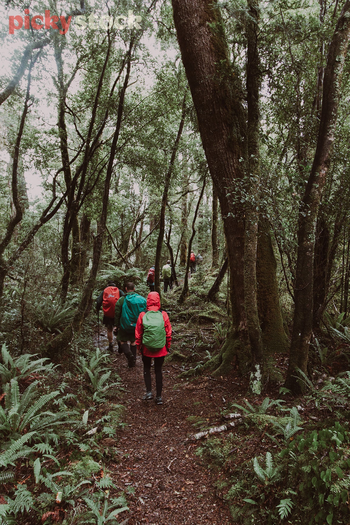 Six hikers trampers walking through new zealand nz forest. Closest walking wearing red jacket, green bag, next walker with green bag cover, red backpack on third walker, other three in far distance. Rainy day, low light, white sky. NZ fern in foreground 