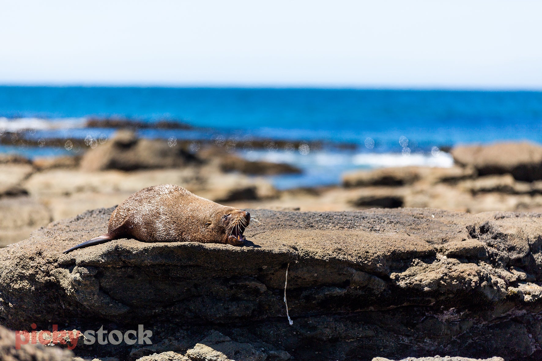 A seal yawns as it sunbathes on a rock. Blue ocean in background with white sky. 