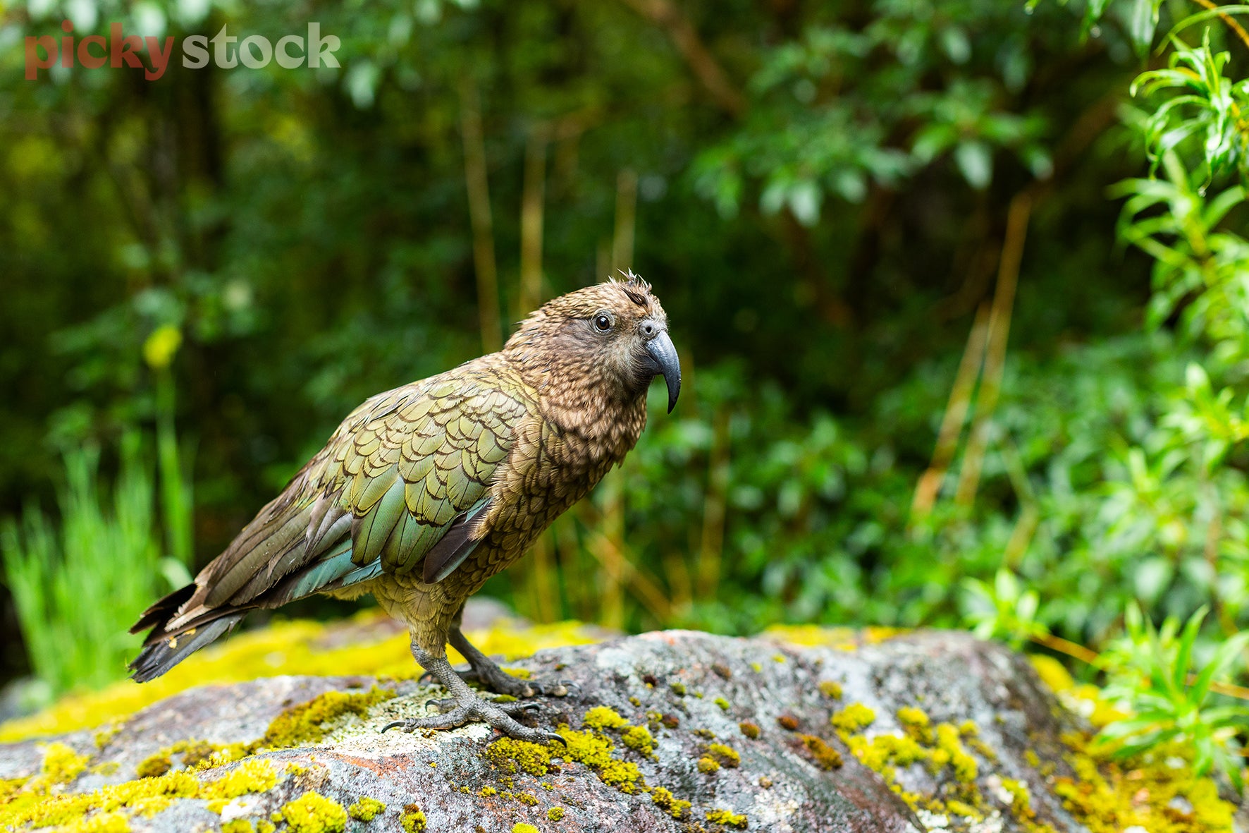 Kea bird standing on mossy rock looks direct to camera. Bright green dense bush and scrubs in background.  