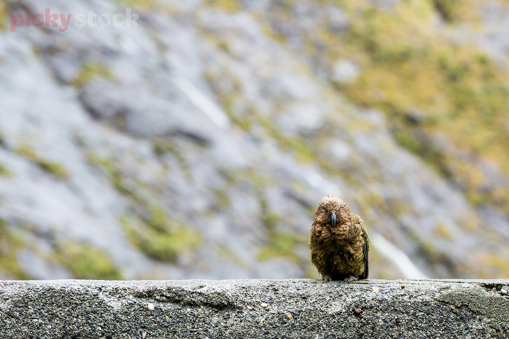 Kea standing on sandy river bank looking direclty at camera. Large rock cliff in background. 