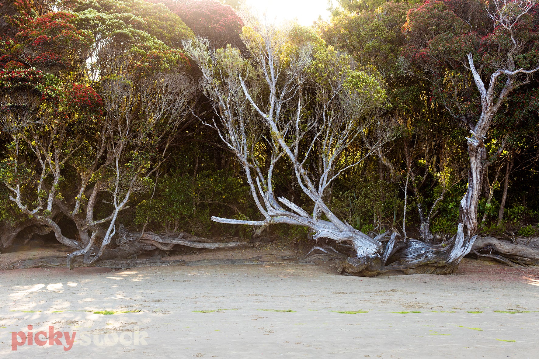 Large Pōhutukawa trees with big branches on the beach shore lline. Sand in the foreground. 